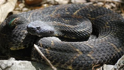 Timber Rattlesnakes Cool Facts And An Uncertain Future