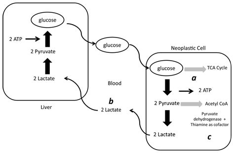 Cancer Associated Type B Lactic Acidosis Ajkd Blog