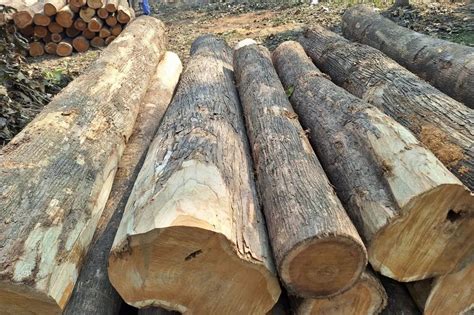 Indian Teak Wood At Rs 1400cubic Feet Indian Sagwan Wood In Bahraich