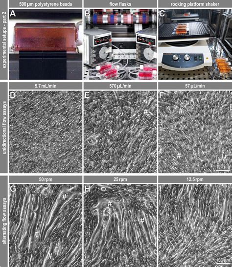 Fluid Motion Markedly Influences C C Myotube Formation A Tests