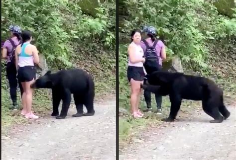 Tensionante Video De Un Oso Y Tres Mujeres Durante Paseo Alerta Paisa