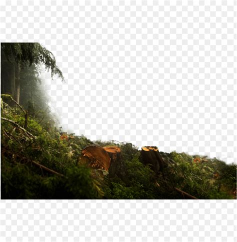 137 Png Background Jungle For FREE MyWeb