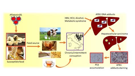 Nutrients Free Full Text Aflatoxin B1 Dna Adducts In Hepatocellular