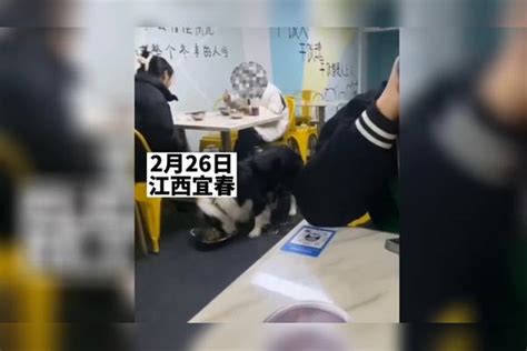 女子带宠物狗就餐，还用餐厅内餐具喂狗。目击者 老板让女子买走