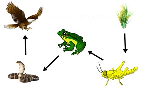 Contoh Rantai Makanan Jaring Jaring Makanan Dan Piramida Makanan – Berbagai Contoh