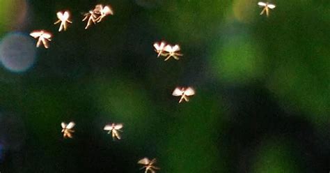 Pictured: Fairies 'caught on camera' by lecturer John Hyatt who says images show mythical ...