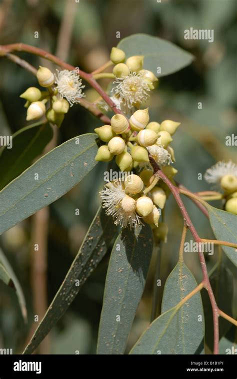 Eucalyptus Flower