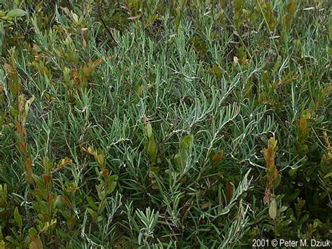 Andromeda polifolia (Bog Rosemary): Minnesota Wildflowers