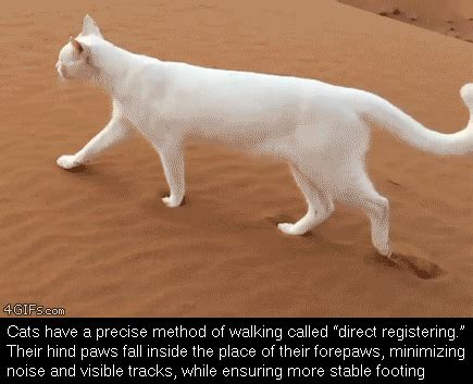 Cat Walk Cycle Reference Free3DTutorials