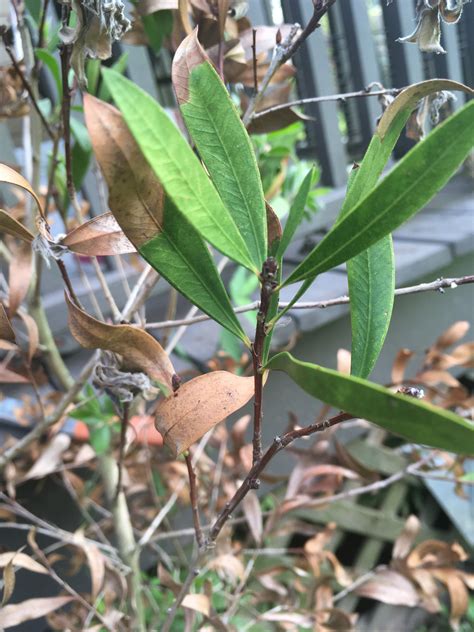 Bottle Brush Is Dying — Bbc Gardeners World Magazine