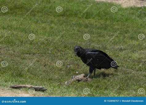 Black Vulture Feeding on Dead Animal in Field Stock Image - Image of carrion, black: 152898757