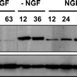 N Terminal Phosphorylation Of C Jun Is Induced During Neuronal