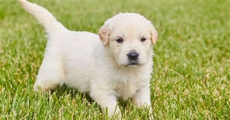 aussie guide solid preparation   puppys homecoming zachs pet shop