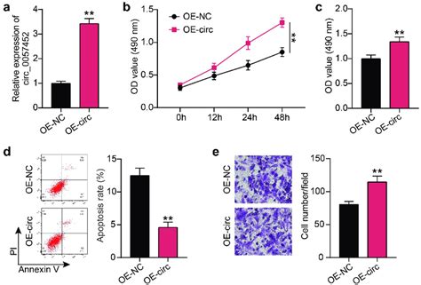 Overexpression Of Hsa Circ 0057452 Facilitates The Survival And