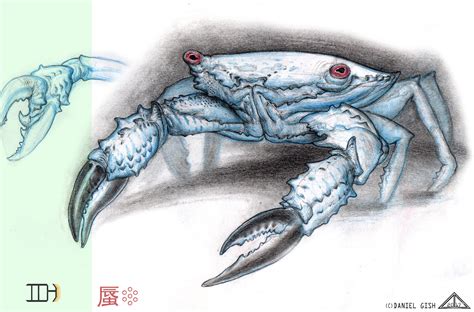 Blue Crab Sketch At Explore Collection Of Blue