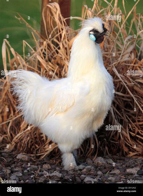 Pollo Bantam Silkie Fotograf As E Im Genes De Alta Resoluci N Alamy