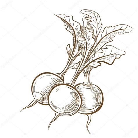 Radish Pencil Drawing Radish Pencil Illustration Isolated