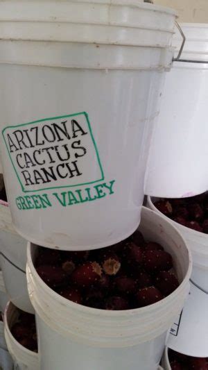 Arizona Cactus Ranch | 100% Prickly Pear | Juicing Process