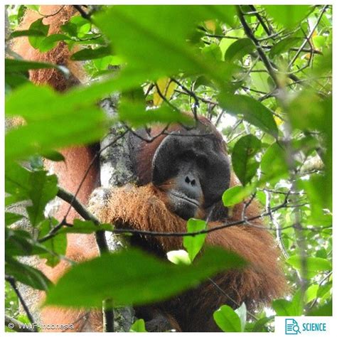 WWF-Indonesia on Instagram: “Ada satu ciri khas orangutan, terutama ...