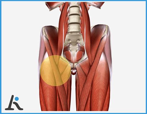 Esercizi Per Rilassare Il Muscolo Psoas Tecnologia E Ambiente Artofit