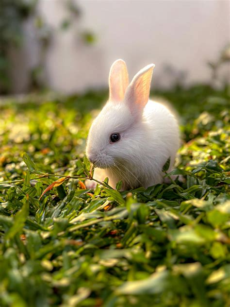 Baby Fluffy Bunny