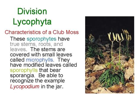 Kingdom Fungi Division Chytridiomycota Characteristics Coenocytic hyphae no