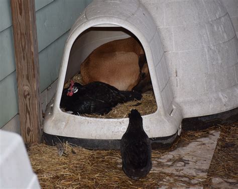 Chicken Breed Focus White Face Black Spanish Backyard Chickens