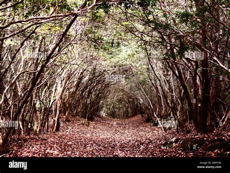 Aokigahara Forest in Japan Stock Photo - Alamy