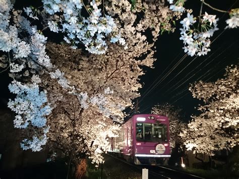 車内から桜のお花見が楽しめます嵐電“桜のトンネル”ライトアップと「夜桜電車」の運行について｜infoseekニュース