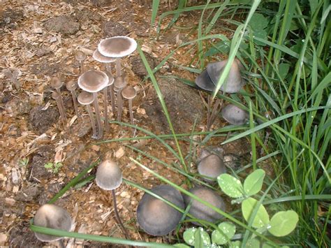 Mushroom Identification Panaeolus Subbalteatus P Cinctulus