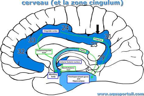 Cingulum définition et explications