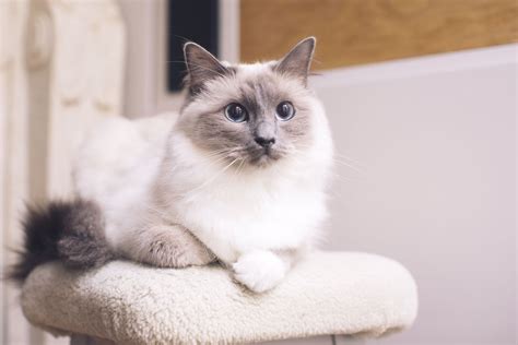 17 Best Cat Breeds For First Time Owners POPSUGAR Pets