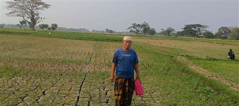 Dampak El Nino Warga Desa Bendung Alami Gagal Panen Berita Ekonomi