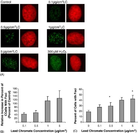 Lead Chromate Induces R H A X Foci Formation In Human Lung Cells A