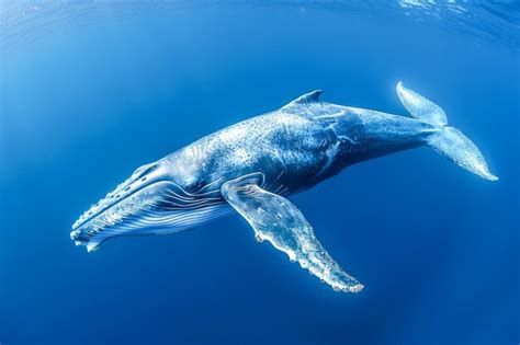 Premium Photo | Majestic Blue Whale Submerged in the Vast Ocean Serene ...