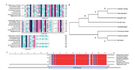 Sequence Alignment Of The Amino Acids Of Acb1 In Different Species A