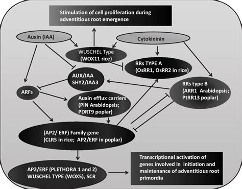 Model Of Cross Talk Between Auxin And Cytokinin Signaling The Model Is