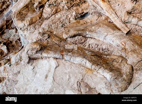 Dinosaur National Monument, Dinosaur, Utah, USA Stock Photo - Alamy