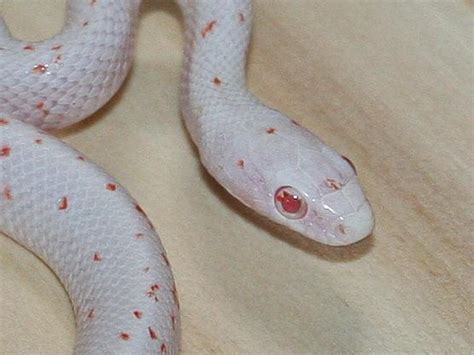 Amel Palmetto Cornsnake Ians Vivarium