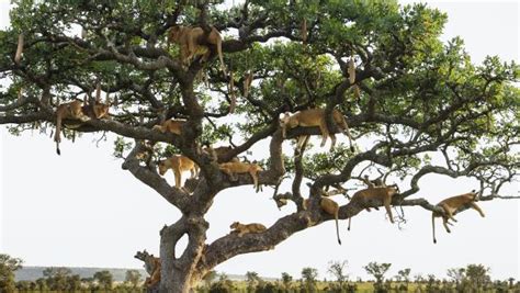 Tree Climbing Is Part Of Lion Culture Nature And Wildlife Discovery