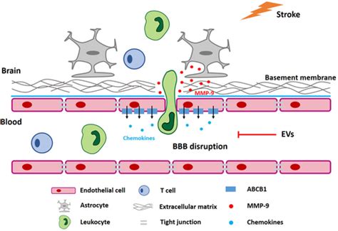 Neural Progenitor Cell Derived Extracellular Vesicles Enhance Blood