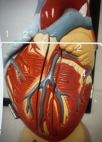 BI 208 Lab Practical Midterm BI 208 Lab 2 Cardiac Cycle Lab Quiz BIO