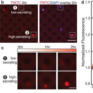 Magnetic Capture Performance Of Singledomain TerfenolD Microstructure