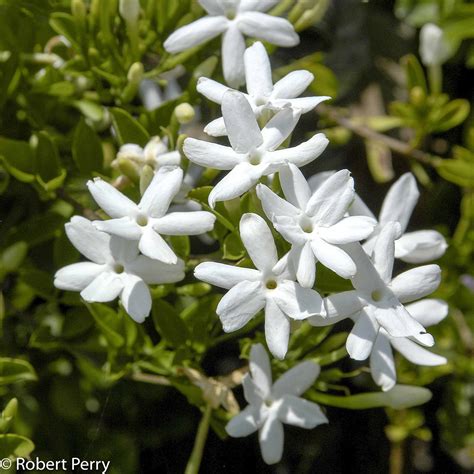 South African Jasmine Waterwise Garden Planner