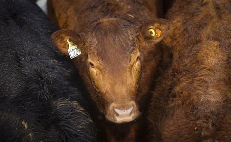 Cattle rustling on the rise - Canada News - Castanet.net