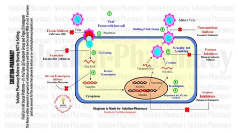 Microbiology Virus Reproduction Of Virus Replication