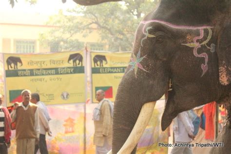 WTI Organises Health Camp for Captive Elephants during Sonepur Mela ...