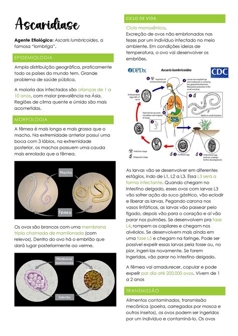 Ascaridíase Parasitologia Agente Etiológico Ascaris lumbricoides