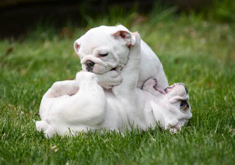 Puppies playing stock image. Image of breed, five, months - 29232501