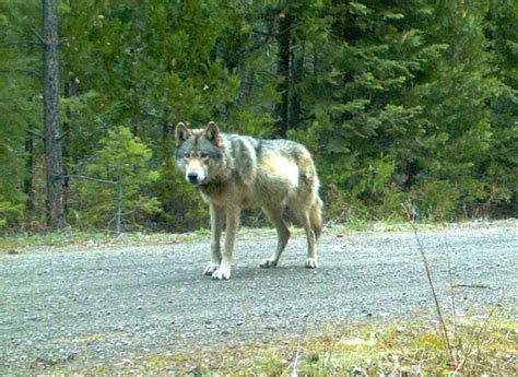 Valais C est bien le loup qui a attaqué des moutons en mai 24 heures